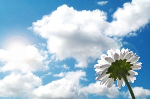 Flower-sky-clouds-sunshine-mood-485x728