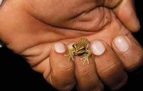 tiny frog on finger